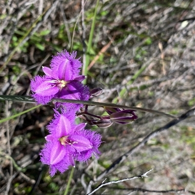 Thysanotus tuberosus (Common Fringe-lily) at Kambah, ACT - 5 Nov 2025 by Shazw