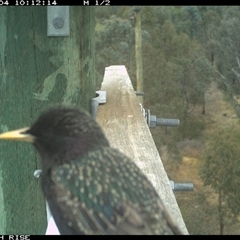 Sturnus vulgaris (Common Starling) at Ettamogah, NSW - 4 Nov 2025 by AlburyCityEnviros