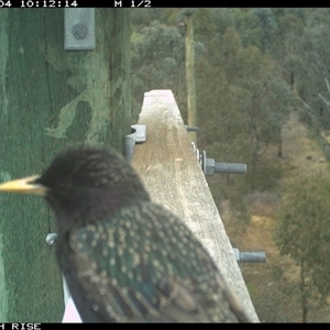 Sturnus vulgaris at Ettamogah, NSW - Yesterday by AlburyCityEnviros