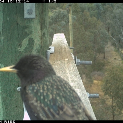 Sturnus vulgaris (Common Starling) at Ettamogah, NSW - 4 Nov 2025 by AlburyCityEnviros