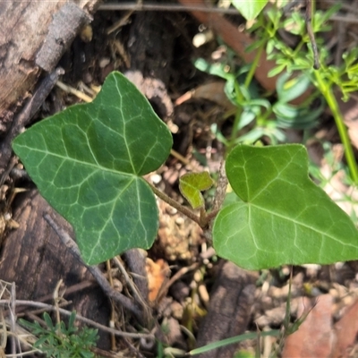 Hedera sp. (Ivy) at Watson, ACT - 30 Oct 2025 by HappyWanderer