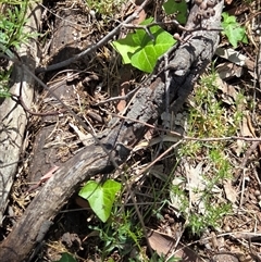 Hedera sp. at Watson, ACT - 30 Oct 2025 11:50 AM
