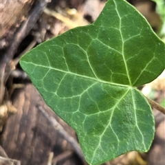 Hedera sp. at Watson, ACT - 30 Oct 2025 11:50 AM