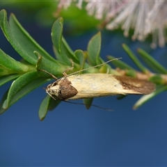 Merocroca automima (Chezala group) at Downer, ACT - 5 Nov 2025 by RobertD