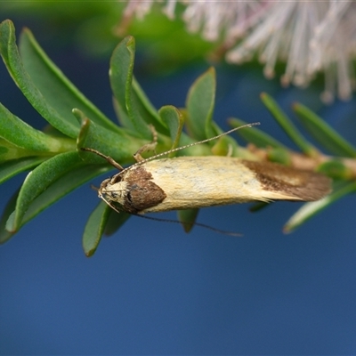Merocroca automima (Chezala group) at Downer, ACT - 5 Nov 2025 by RobertD