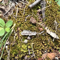 Bartramiaceae at Watson, ACT - 30 Oct 2025 by HappyWanderer