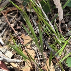 Unverified Grass at Watson, ACT - 30 Oct 2025 by HappyWanderer