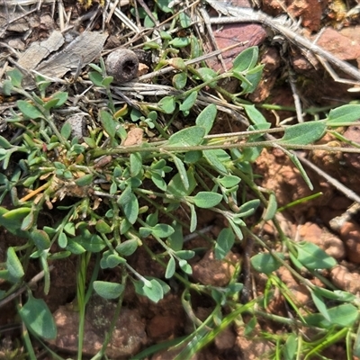 Einadia nutans subsp. nutans (Climbing Saltbush) at Watson, ACT - 30 Oct 2025 by HappyWanderer