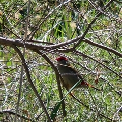 Neochmia temporalis (Red-browed Finch) at Kingston, ACT - 5 Nov 2025 by Tawny4