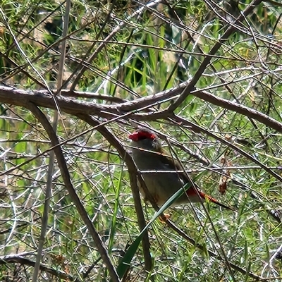 Neochmia temporalis (Red-browed Finch) at Kingston, ACT - 5 Nov 2025 by Tawny4