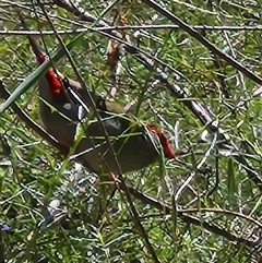 Neochmia temporalis at Kingston, ACT - 5 Nov 2025 09:19 AM