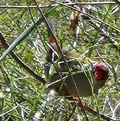 Neochmia temporalis at Kingston, ACT - 5 Nov 2025 09:19 AM