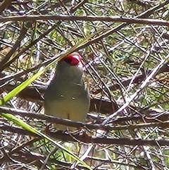 Neochmia temporalis at Kingston, ACT - 5 Nov 2025 09:19 AM