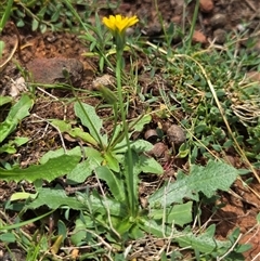 Hypochaeris radicata (Cat's Ear, Flatweed) at Watson, ACT - 30 Oct 2025 by HappyWanderer