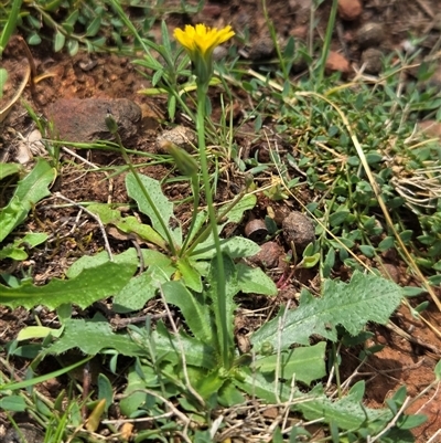 Hypochaeris radicata (Cat's Ear, Flatweed) at Watson, ACT - 30 Oct 2025 by HappyWanderer