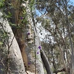 Solanum linearifolium at Watson, ACT - 30 Oct 2025 11:55 AM