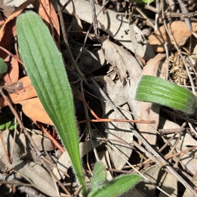 Plantago lanceolata (Ribwort Plantain, Lamb's Tongues) at Watson, ACT - 30 Oct 2025 by HappyWanderer