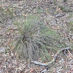 Unverified Grass at Watson, ACT - 30 Oct 2025 by HappyWanderer