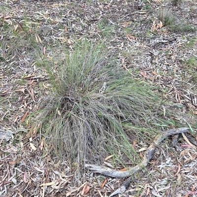 Unverified Grass at Watson, ACT - 30 Oct 2025 by HappyWanderer