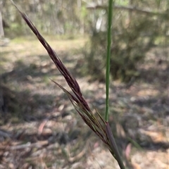 Rytidosperma pallidum at Watson, ACT - 30 Oct 2025 12:12 PM
