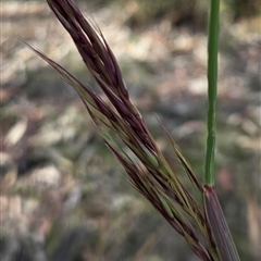 Rytidosperma pallidum at Watson, ACT - 30 Oct 2025 12:12 PM