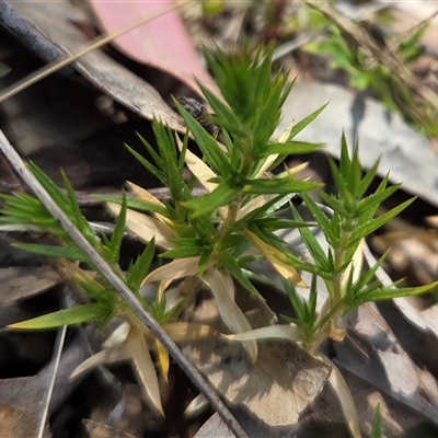 Stellaria pungens (Prickly Starwort) at Watson, ACT - 30 Oct 2025 by HappyWanderer