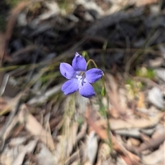Wahlenbergia sp. (Bluebell) at Watson, ACT - 30 Oct 2025 by HappyWanderer