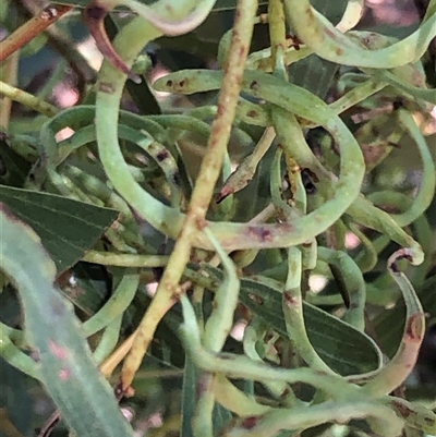 Acacia doratoxylon at Kungala, NSW - 5 Nov 2025 by donnanchris
