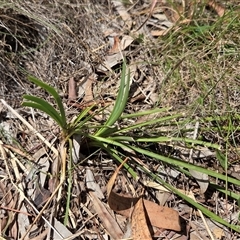 Lomandra filiformis subsp. coriacea (Wattle Matrush) at Watson, ACT - 30 Oct 2025 by HappyWanderer