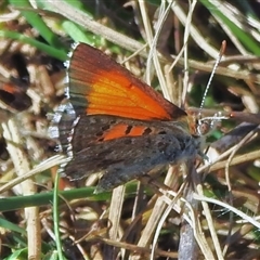 Lucia limbaria at Strathnairn, ACT - 5 Nov 2025 by JohnBundock