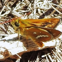 Taractrocera papyria (White-banded Grass-dart) at Strathnairn, ACT - 5 Nov 2025 by JohnBundock