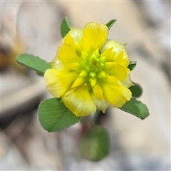 Trifolium campestre (Hop Clover) at Watson, ACT - 30 Oct 2025 by HappyWanderer