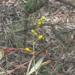 Bulbine sp. at Watson, ACT - 30 Oct 2025 by HappyWanderer
