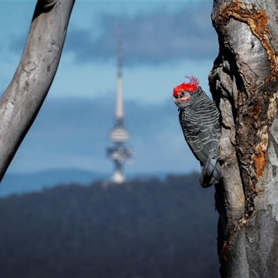 Callocephalon fimbriatum (identifiable birds) (Gang-gang Cockatoo (named birds)) at  - suppressed by trevsci