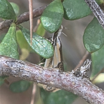 Thema macroscia (A Concealer moth (Chezala group) at Watson, ACT - 30 Oct 2025 by HappyWanderer