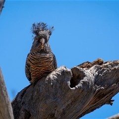 Callocephalon fimbriatum (Gang-gang Cockatoo) at Hackett, ACT - 5 Nov 2025 by trevsci