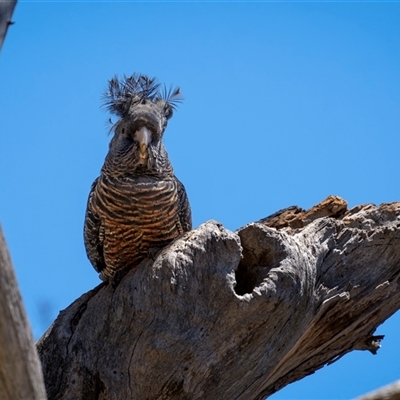 Callocephalon fimbriatum (Gang-gang Cockatoo) at Hackett, ACT - 5 Nov 2025 by trevsci