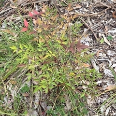 Nandina domestica (Sacred Bamboo) at Watson, ACT - 30 Oct 2025 by HappyWanderer