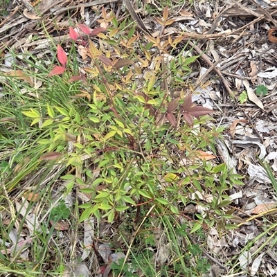 Nandina domestica (Sacred Bamboo) at Watson, ACT - 30 Oct 2025 by HappyWanderer