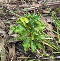 Berberis aquifolium (Oregon Grape) at Watson, ACT - 30 Oct 2025 by HappyWanderer