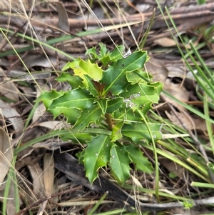 Unverified Plant at Watson, ACT - 30 Oct 2025 by HappyWanderer
