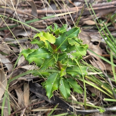 Berberis aquifolium (Oregon Grape) at Watson, ACT - 30 Oct 2025 by HappyWanderer