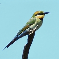 Merops ornatus (Rainbow Bee-eater) at Strathnairn, ACT - 5 Nov 2025 by JohnBundock