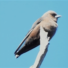 Artamus cyanopterus (Dusky Woodswallow) at Strathnairn, ACT - 5 Nov 2025 by JohnBundock