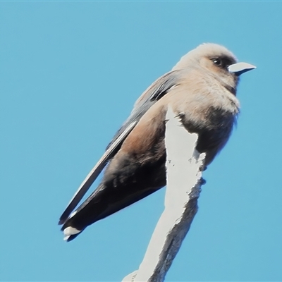 Artamus cyanopterus (Dusky Woodswallow) at Strathnairn, ACT - 5 Nov 2025 by JohnBundock