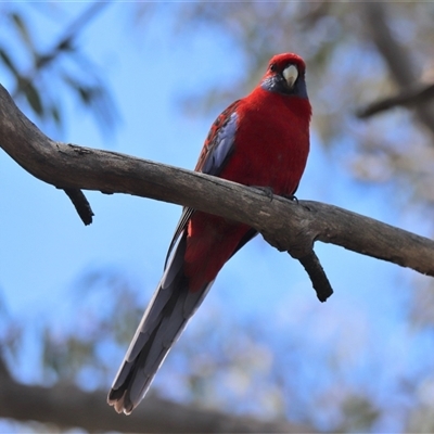 Platycercus elegans (Crimson Rosella) at Watson, ACT - 30 Oct 2025 by HappyWanderer
