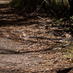 Pseudechis porphyriacus (Red-bellied Black Snake) at Paddys River, ACT - 5 Nov 2025 by PeteRav