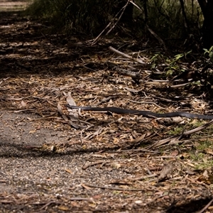 Pseudechis porphyriacus (Red-bellied Black Snake) at Paddys River, ACT - Today by PeteRav