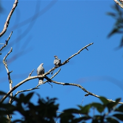 Ocyphaps lophotes at Pappinbarra, NSW - 5 Nov 2025 by AngFrost