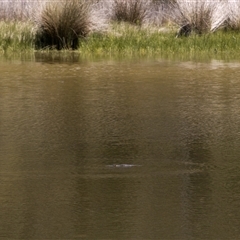 Ornithorhynchus anatinus (Platypus) at Kambah, ACT - 5 Nov 2025 by PeteRav